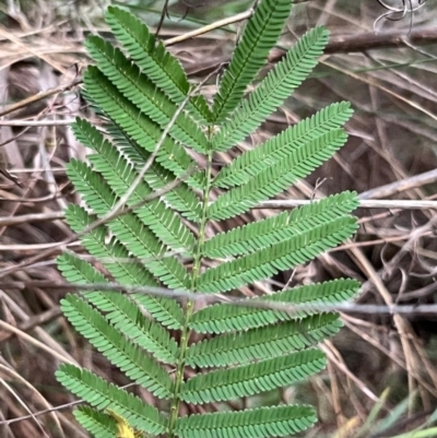 Acacia mearnsii (Black Wattle) at Campbell, ACT - 10 Jul 2024 by Clarel