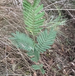 Acacia mearnsii at Campbell, ACT - 10 Jul 2024 04:47 PM