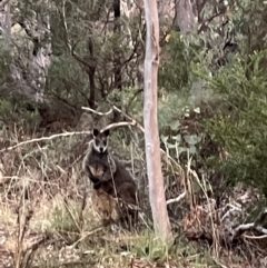 Wallabia bicolor (Swamp Wallaby) at Ainslie, ACT - 10 Jul 2024 by Clarel