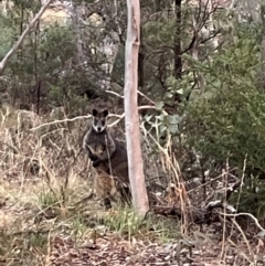 Wallabia bicolor at Ainslie, ACT - 10 Jul 2024