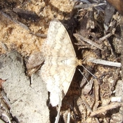 Scopula rubraria (Reddish Wave, Plantain Moth) at Paruna, SA - 26 Apr 2010 by WendyEM