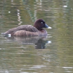 Aythya australis (Hardhead) at Watson, ACT - 10 Jul 2024 by AniseStar