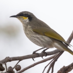 Gavicalis virescens (Singing Honeyeater) at Casey, ACT - 12 Jul 2024 by rawshorty