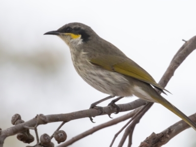 Gavicalis virescens (Singing Honeyeater) at Casey, ACT - 11 Jul 2024 by rawshorty