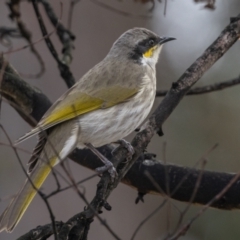 Gavicalis virescens at Casey, ACT - 12 Jul 2024 08:49 AM