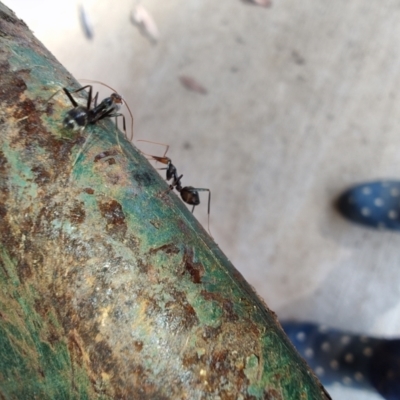 Leptomyrmex erythrocephalus (Spider ant) at Surf Beach, NSW - 12 Jul 2024 by LyndalT