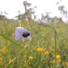 Grona varians (Slender Tick-Trefoil) at Conder, ACT - 7 Jan 2024 by MichaelBedingfield