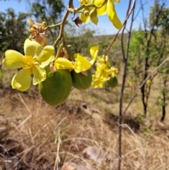 Cochlospermum fraseri (Yellow Kapok) at Douglas-Daly, NT - 12 Jul 2024 by AliClaw