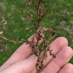 Unverified Other Shrub at Canberra, ACT - 12 Jul 2024 by MattM
