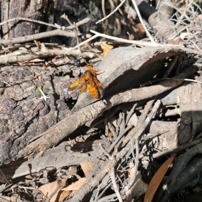 Trisciloa (Genus) (Scoliid Flower Wasp) at Larrimah, NT - 10 Jul 2024 by AliClaw