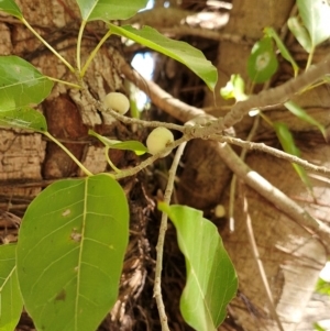 Ficus (genus) at Larrimah, NT - 10 Jul 2024 10:29 AM