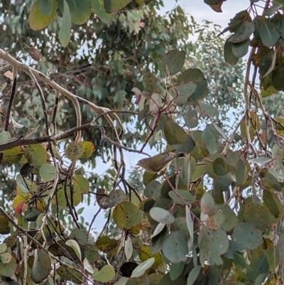 Smicrornis brevirostris (Weebill) at Lawson, ACT - 12 Jul 2024 by mroseby