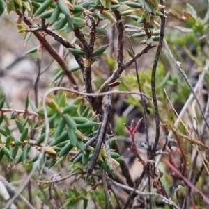 Keyacris scurra at Bungendore, NSW - 12 Jul 2024 12:51 PM