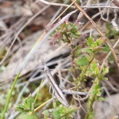 Keyacris scurra at Bungendore, NSW - 12 Jul 2024 12:51 PM