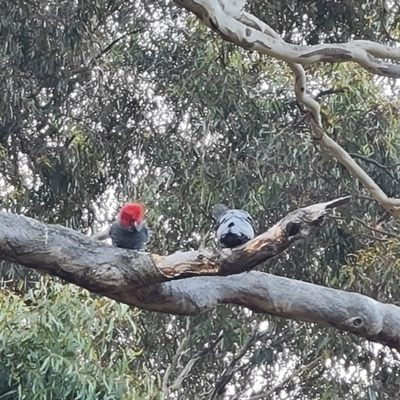 Callocephalon fimbriatum (Gang-gang Cockatoo) at O'Malley, ACT - 12 Jul 2024 by Mike