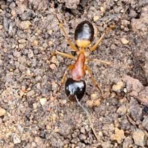 Camponotus consobrinus at Goulburn, NSW - 12 Jul 2024 03:23 PM