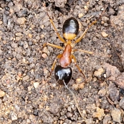 Camponotus consobrinus (Banded sugar ant) at Goulburn, NSW - 12 Jul 2024 by trevorpreston