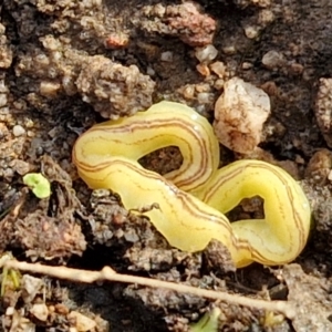 Caenoplana sulphurea at Goulburn, NSW - 12 Jul 2024