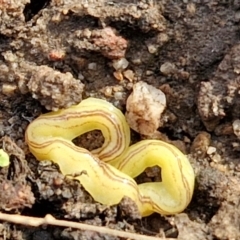 Caenoplana sulphurea at Goulburn, NSW - 12 Jul 2024