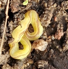 Caenoplana sulphurea at Goulburn, NSW - 12 Jul 2024 03:23 PM