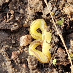 Caenoplana sulphurea at Goulburn, NSW - 12 Jul 2024 03:23 PM