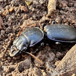 Carenum (genus) at Goulburn, NSW - 12 Jul 2024 03:22 PM