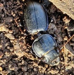 Carenum (genus) at Goulburn, NSW - 12 Jul 2024 03:22 PM