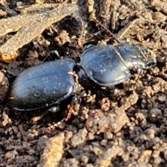 Carenum (genus) at Goulburn, NSW - 12 Jul 2024 03:22 PM