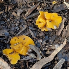 Phaeohelotium (Discinella terrestris aggregate) at Goulburn, NSW - 12 Jul 2024