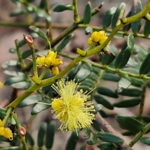 Acacia terminalis at Goulburn, NSW - 12 Jul 2024