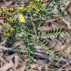 Acacia terminalis at Goulburn, NSW - 12 Jul 2024