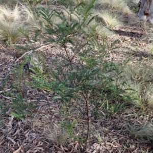 Acacia terminalis at Goulburn, NSW - 12 Jul 2024