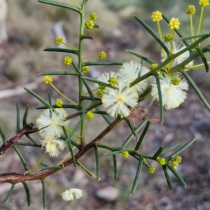 Acacia genistifolia at Goulburn, NSW - 12 Jul 2024 03:19 PM