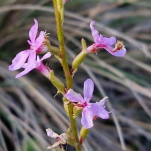 Stylidium graminifolium at Goulburn, NSW - 12 Jul 2024 03:18 PM