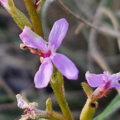 Stylidium graminifolium at Goulburn, NSW - 12 Jul 2024 03:18 PM