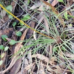 Stylidium graminifolium at Goulburn, NSW - 12 Jul 2024 03:18 PM