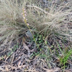 Stylidium graminifolium at Goulburn, NSW - 12 Jul 2024 03:18 PM