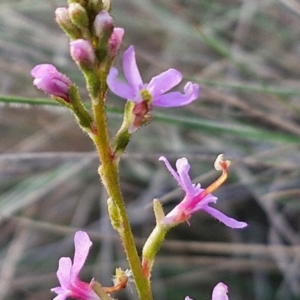 Stylidium graminifolium at Goulburn, NSW - 12 Jul 2024 03:18 PM