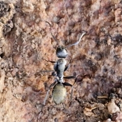 Camponotus aeneopilosus at Goulburn, NSW - 12 Jul 2024