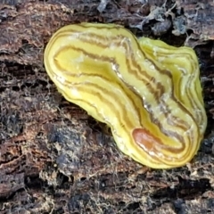 Caenoplana sulphurea (A Flatworm) at Goulburn, NSW - 12 Jul 2024 by trevorpreston