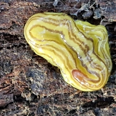 Caenoplana sulphurea (A Flatworm) at Goulburn, NSW - 12 Jul 2024 by trevorpreston