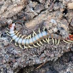 Cormocephalus aurantiipes (Orange-legged Centipede) at Goulburn, NSW - 12 Jul 2024 by trevorpreston