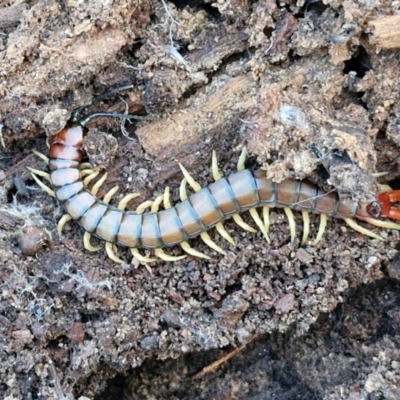 Cormocephalus aurantiipes at Goulburn, NSW - 12 Jul 2024 by trevorpreston