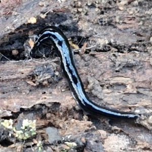 Parakontikia ventrolineata at Goulburn, NSW - 12 Jul 2024