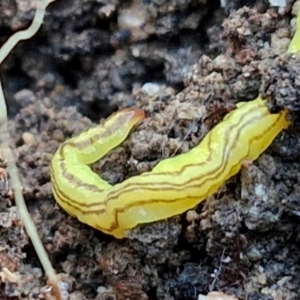 Caenoplana sulphurea at Goulburn, NSW - 12 Jul 2024