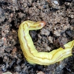 Caenoplana sulphurea at Goulburn, NSW - 12 Jul 2024