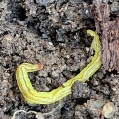 Caenoplana sulphurea at Goulburn, NSW - 12 Jul 2024 03:12 PM