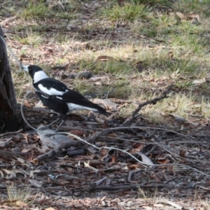 Gymnorhina tibicen at Phillip, ACT - 12 Jul 2024