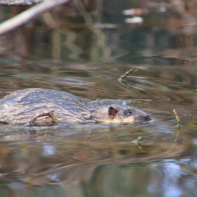 Hydromys chrysogaster (Rakali or Water Rat) at Fyshwick, ACT - 12 Jul 2024 by MB