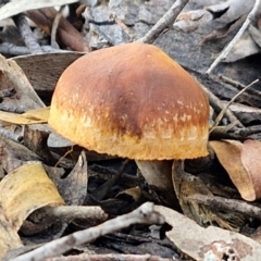 Unidentified Cap on a stem; gills below cap [mushrooms or mushroom-like] at Goulburn, NSW - 12 Jul 2024 by trevorpreston